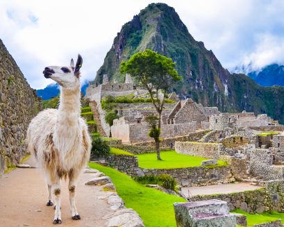 llamita (2)